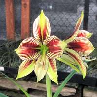 Light gelb hippeastrum blume samen for anpflanzung - hardy variety, heirloom & gmo free samen for home garten
 
 sale for anpflanzung in home garten.