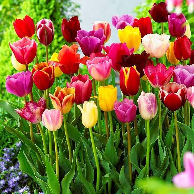Tulip blume samen for anpflanzung - vibrant colors, heirloom & gmo free samen for home garten
 
 sale for anpflanzung in home garten