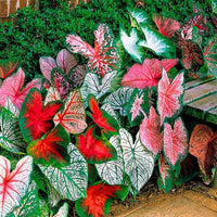 Caladium Blumensamen zur Aussaat leuchtend Traditionssorte & ohne Gentechnik Samen Hausgarten
