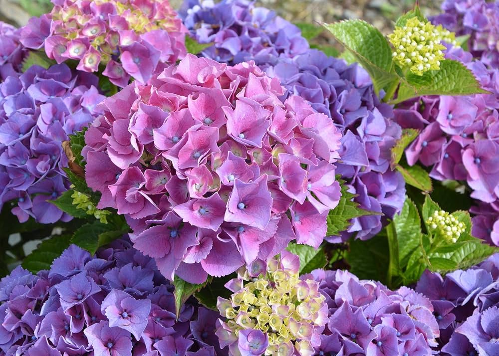 Hortensie Blumensamen groß – Garten Blüten