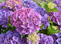 Hortensie Blumensamen groß – Garten Blüten