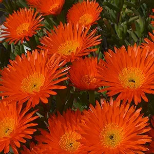Orange ice blume samen for unique blooms