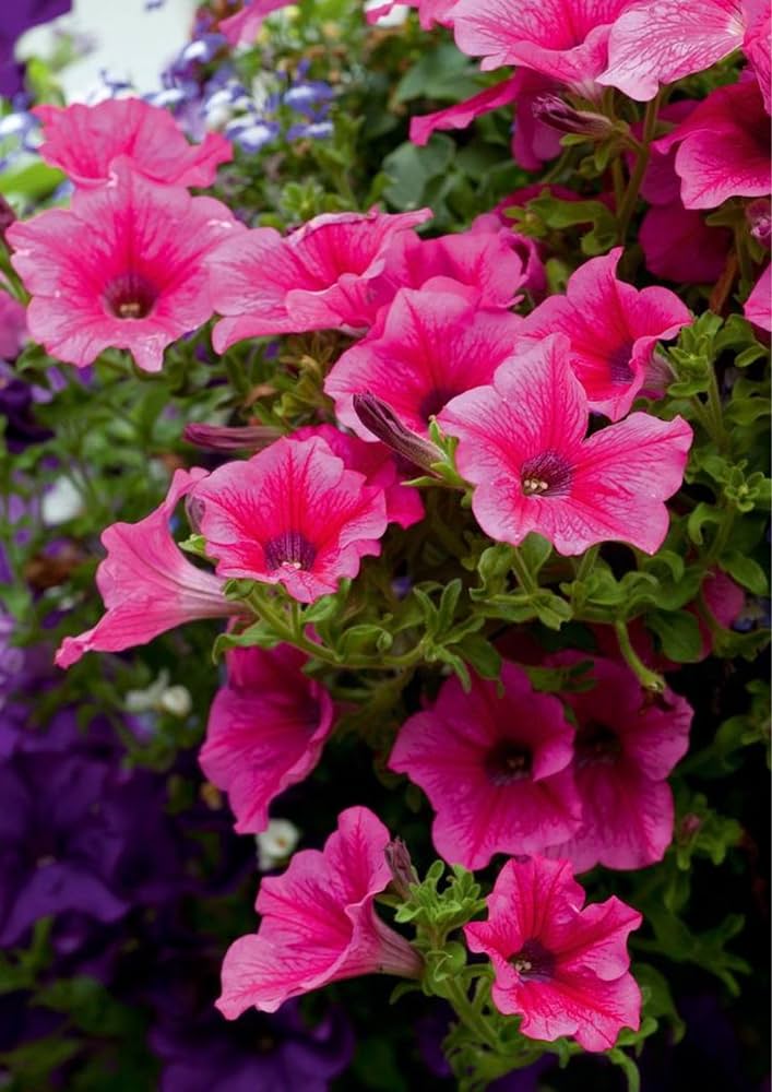 Pelleted Petunie Frillytunia Weiß Samen