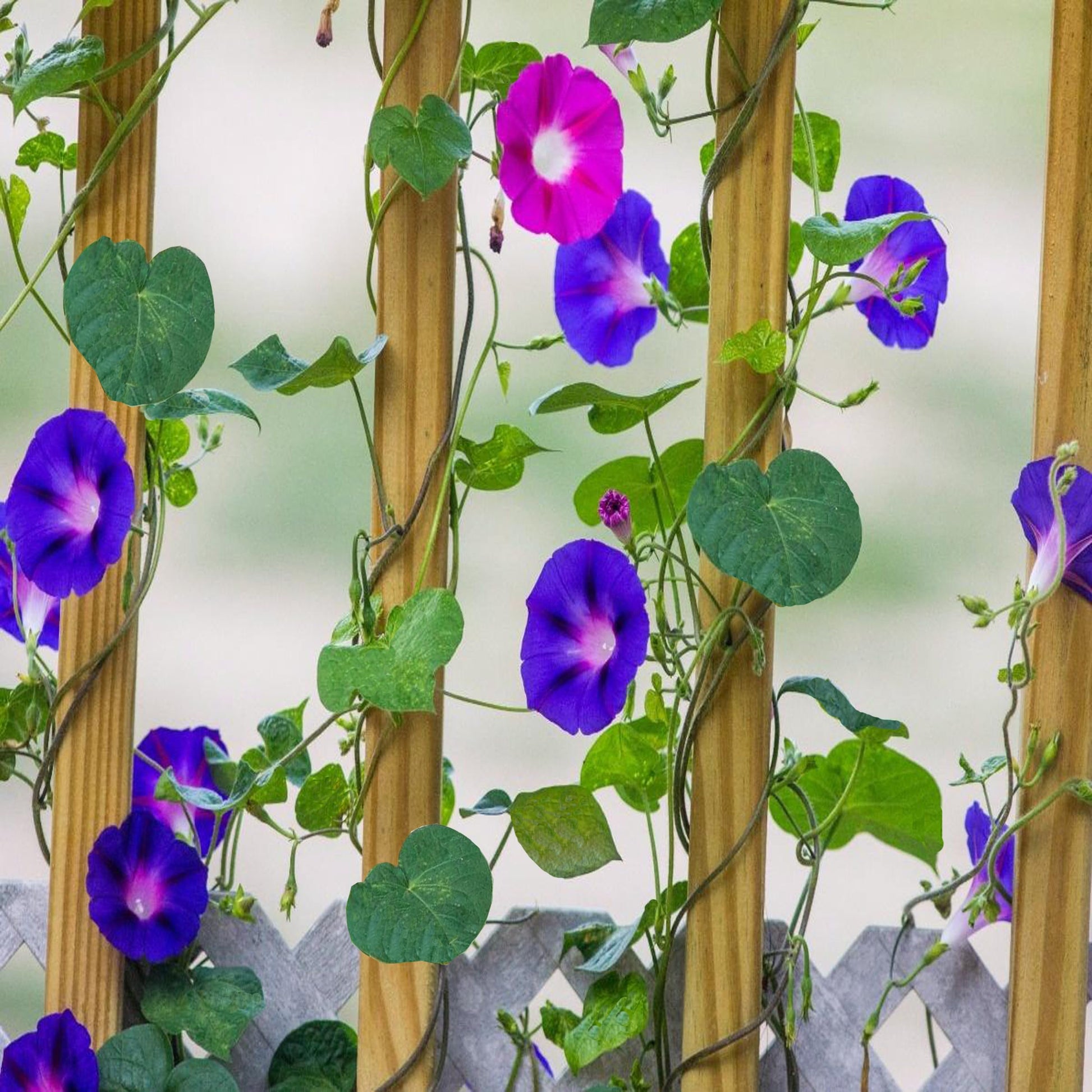 Glory Morning Glory Blumensamen zur Aussaat