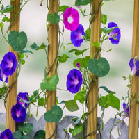 Glory Morning Glory Blumensamen zur Aussaat