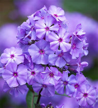 Mountain phlox phlox paniculata for anpflanzung in garten