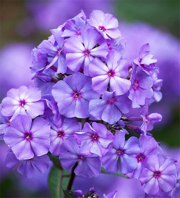 Mountain phlox phlox paniculata for anpflanzung in garten