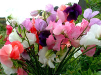 Mammoth Choice Mischung Wicke Samen zur Aussaat Blume Beet