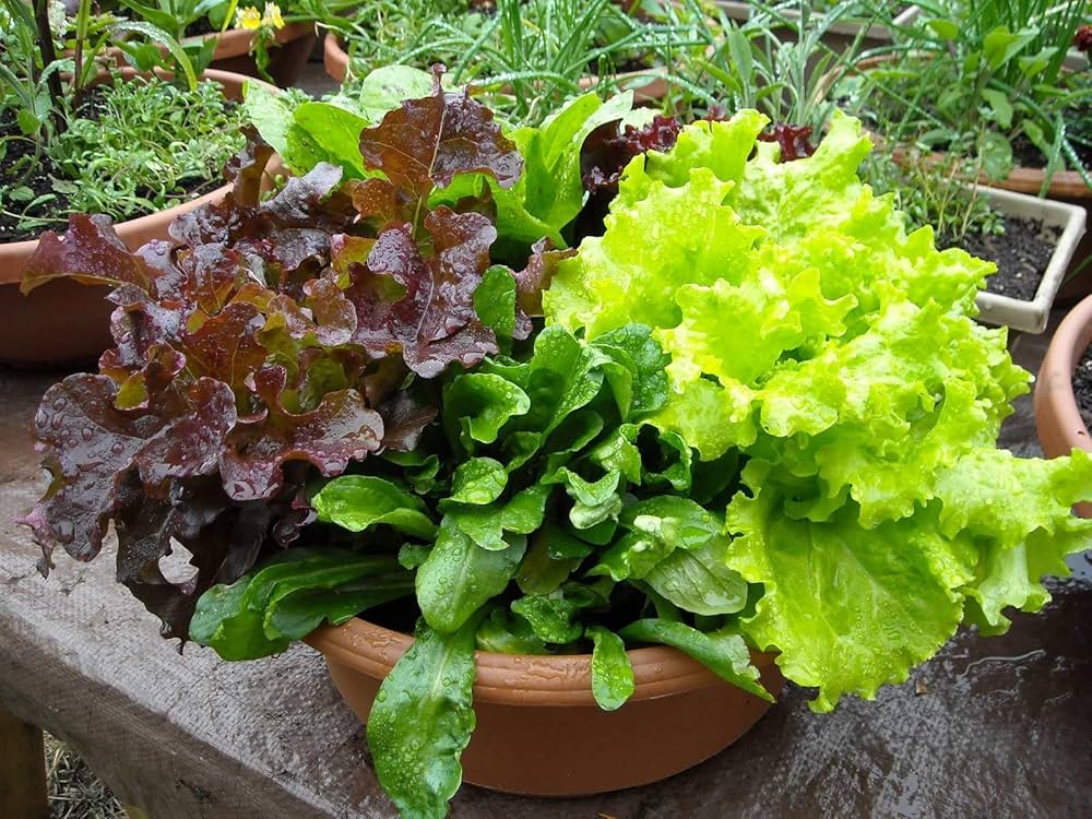 Lettuce Mix Samen for Indoor Planting