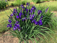 Iris Samen zur Aussaat Iris Sibirica water edge Blume Beet
