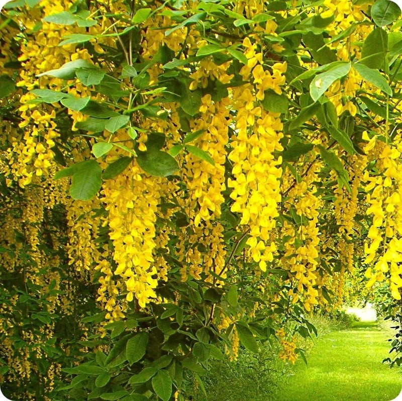 Blooming (blooming blume) samen for anpflanzung in home garten