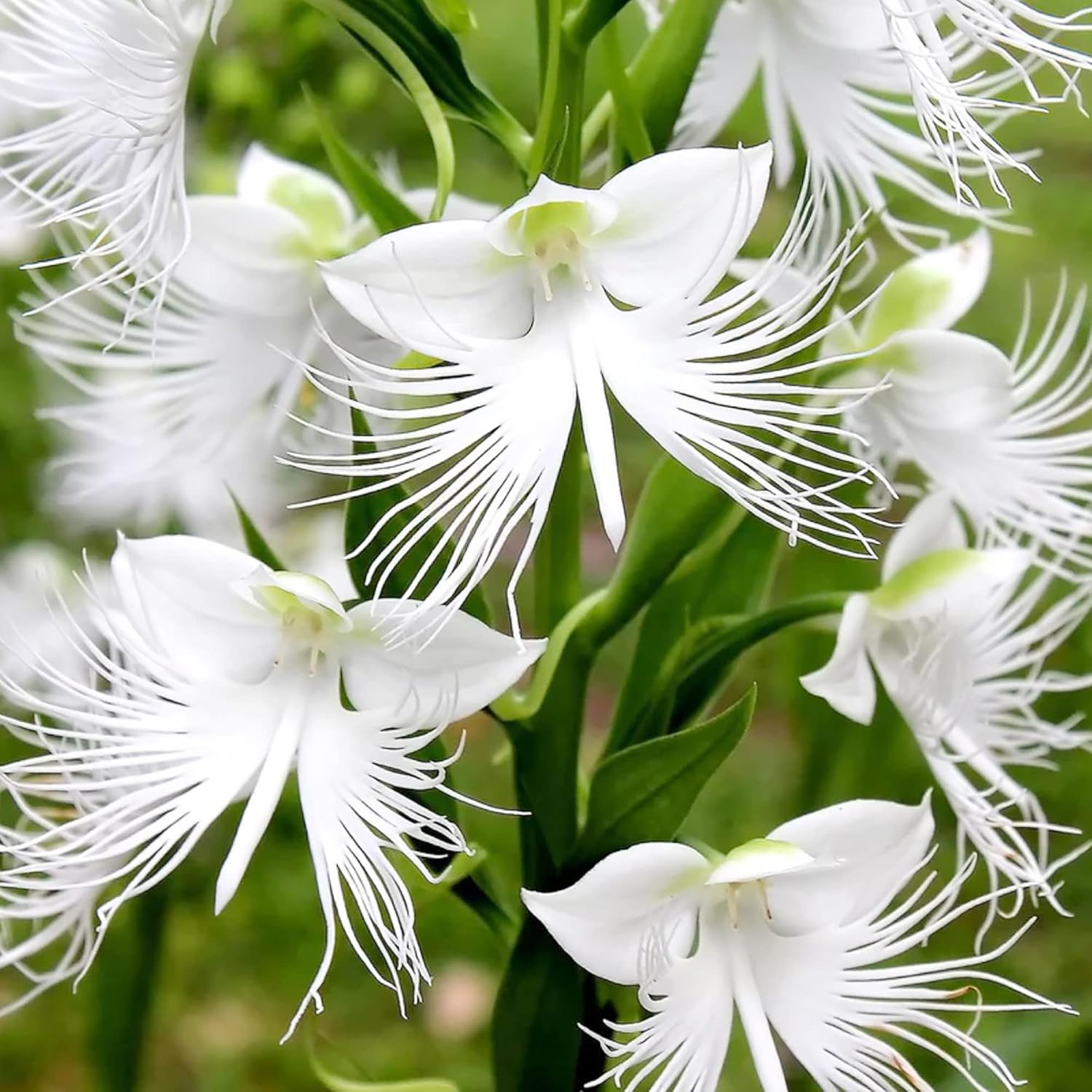 Weiß Egret Orchidee Blumensamen zur Aussaat – robust Sorte – Traditionssorte & ohne Gentechnik Samen Hausgarten