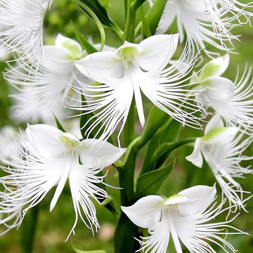 Radiata blume samen for anpflanzung - colorful display, heirloom & gmo free samen for home garten
 
 sale for anpflanzung in home garten