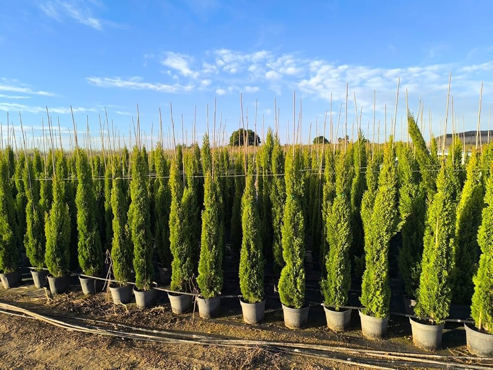 Italian Cypress Baum Samen (Cupressus sempervirens) Blumensamen zur Aussaat saisonal Dauerblüher Traditionssorte & ohne Gentechnik Samen Hausgarten