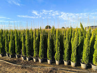 Italian Cypress Baum Samen (Cupressus sempervirens) Blumensamen zur Aussaat saisonal Dauerblüher Traditionssorte & ohne Gentechnik Samen Hausgarten