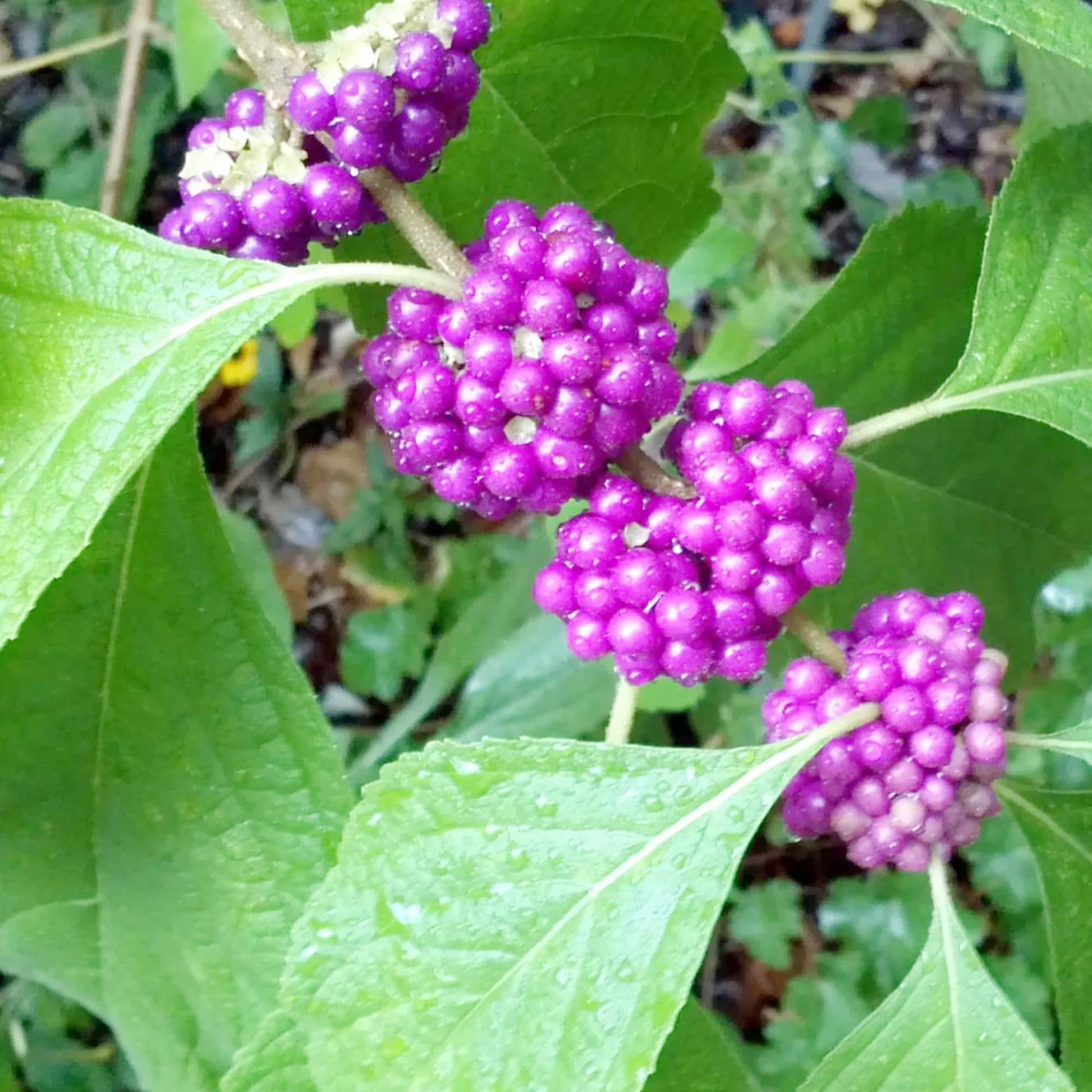 Callicar's Beerensamen Callicarpa spp Pflanze Samen zur Aussaat Blume Beet und Garten