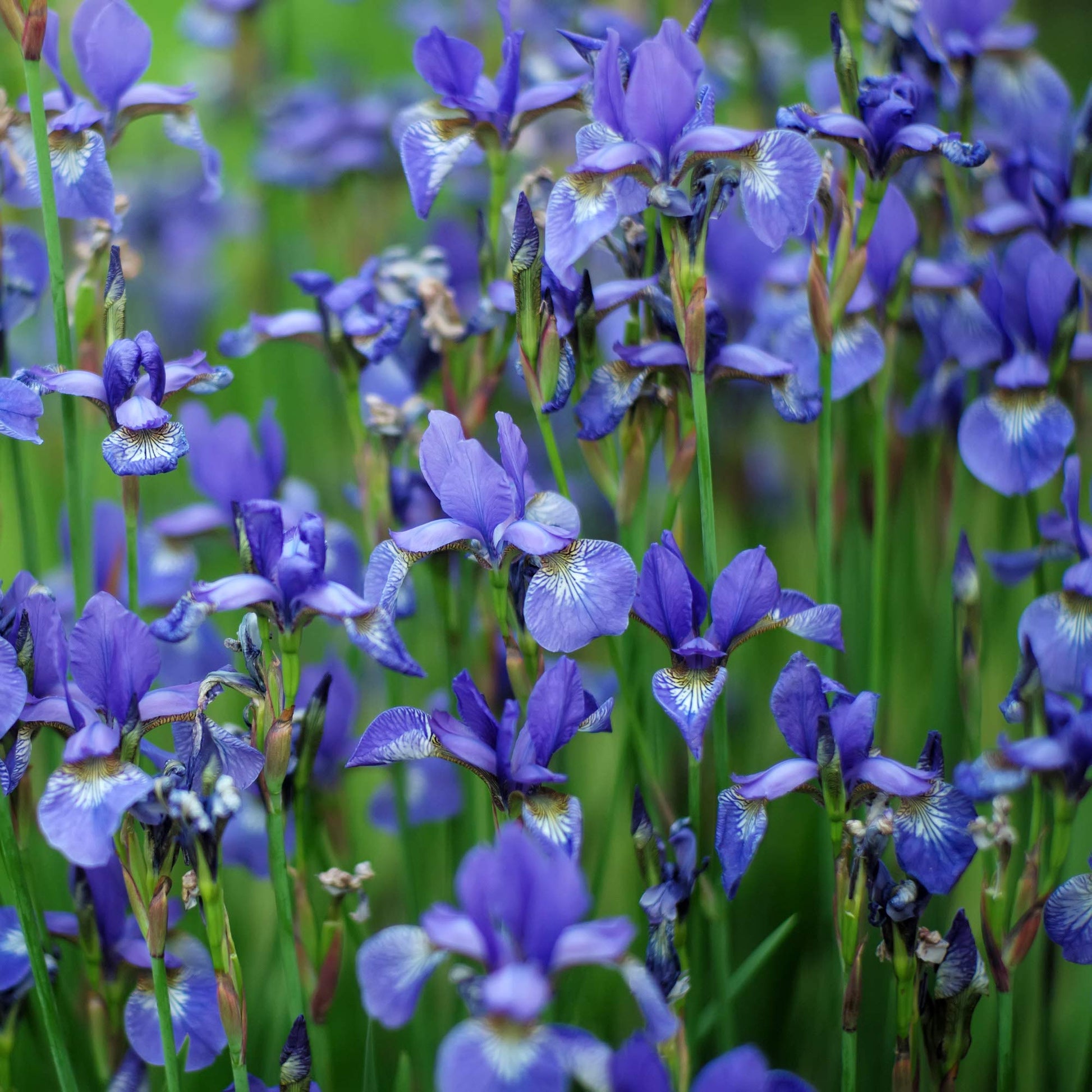 Iris sibirica samen for anpflanzung in water-edge garten