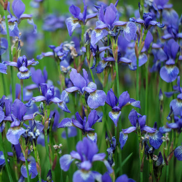 Iris sibirica samen for anpflanzung in water-edge garten