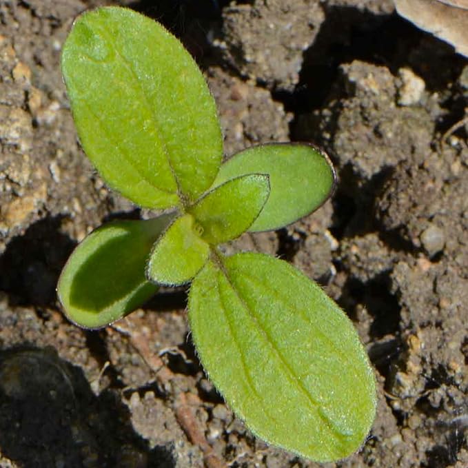 Sonnenblume Mammoth Grey Stripe Samen groß Garten Sunflowers