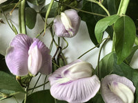 Shankhapushpam clitoria ternatea for anpflanzung in herbal garten