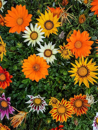 Mittagsgold Sunshine Mischung Samen – Heat-verträglich Early blühend einjährig Blumen