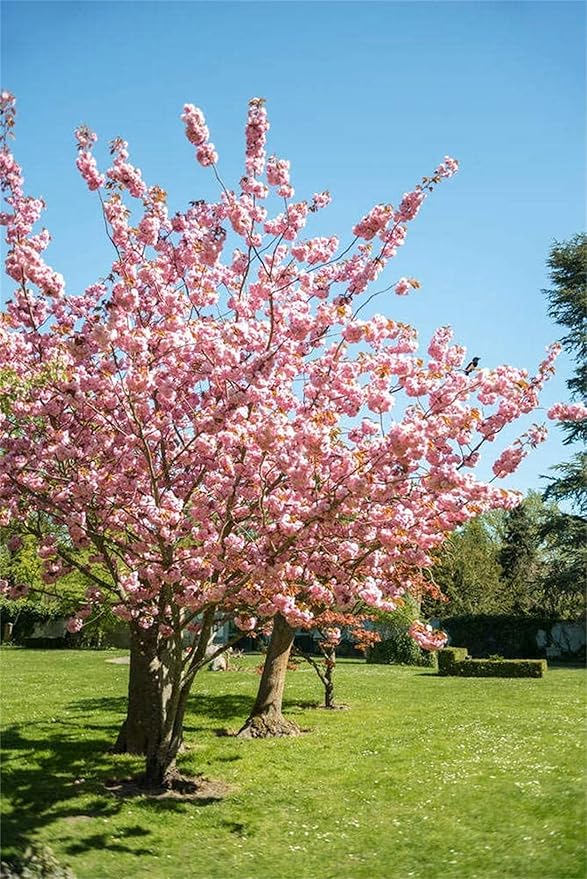 Japanese sakura samen for rare cherry blossom trees