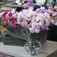 Wicke Lathyrus odoratus Blumensamen zur Aussaat Blume Beet