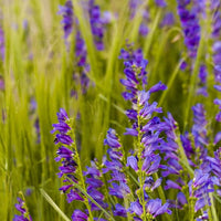 Penstemon strictus violet samen for beautiful blumen