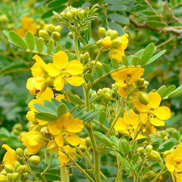 Gelb Senna Blumensamen zur Aussaat – sonnenliebend – Traditionssorte & ohne Gentechnik Samen Hausgarten