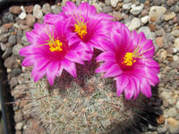 Rosa Mammillaria Blumensamen zur Aussaat – Garten beliebt – Traditionssorte & ohne Gentechnik Samen Hausgarten