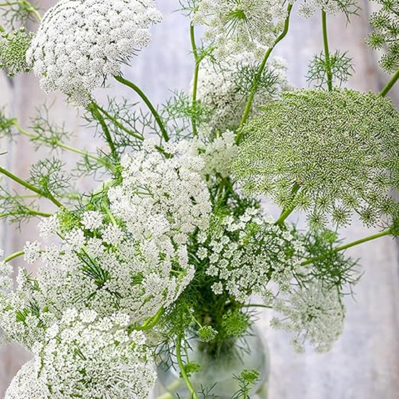 Ammi majus fabaceae for anpflanzung in blume bed