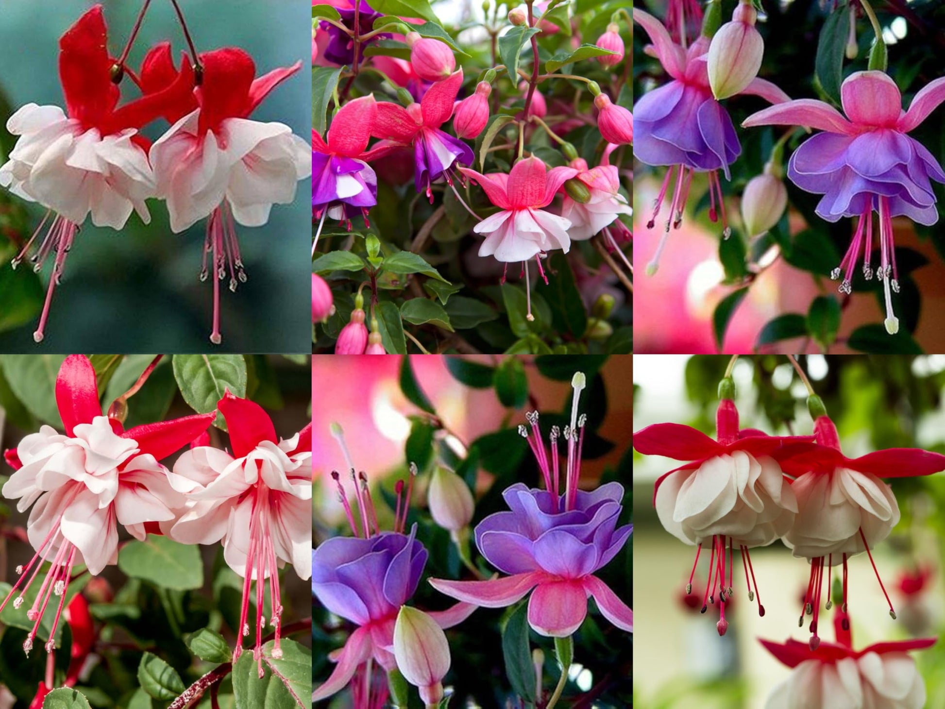 Lavendel Mischung Fuchsias Blumensamen zur Aussaat hochwertige Qualitäts- Traditionssorte & ohne Gentechnik Samen Hausgarten