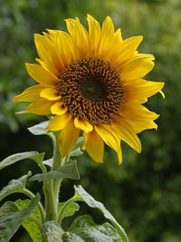 Organic sunflower helianthus for anpflanzung
