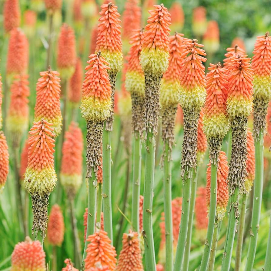 Rot Hot Poker Blumensamen zur Aussaat Kniphofia Uvaria Blume Rabatten