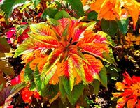 Amaranthus Tricolor Amaranthus spp Pflanze Samen zur Aussaat Blume Beet