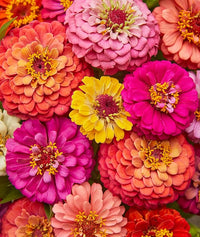 Zinnia zinnia spp for anpflanzung in blume bed