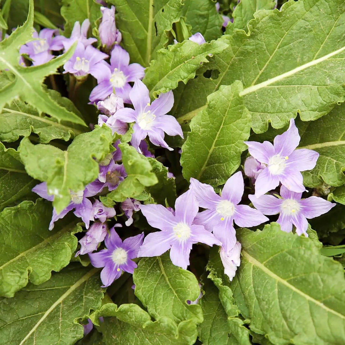 Mandrake blume samen for anpflanzung - drought tolerant, heirloom & gmo free samen for home garten
 
 sale samen for anpflanzung in home garten