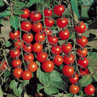 Crazy Cherry Tomate Solanum lycopersicum Gemüse Samen zum Pflanzen in Gemüse Patch