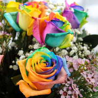 Rainbow Rose Rosa spp Blumensamen zur Aussaat Garten und Blume Beet