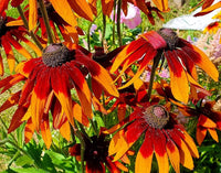 Sonnenhut Hirta Blumensamen zur Aussaat Blume Beet