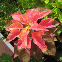 Amaranthus Illumination Samen zur Aussaat Fall Accent Ornamental Gärten