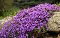 Lila Cress Blumensamen zur Aussaat – farbenfroh Schau – Traditionssorte & ohne Gentechnik Samen Hausgarten