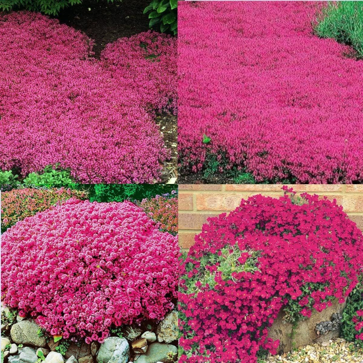 Rot Creeping Blumensamen zur Aussaat – Bestäuber freundlich – Traditionssorte & ohne Gentechnik Samen Hausgarten