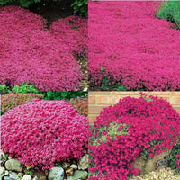 Rot Creeping Blumensamen zur Aussaat – Bestäuber freundlich – Traditionssorte & ohne Gentechnik Samen Hausgarten
