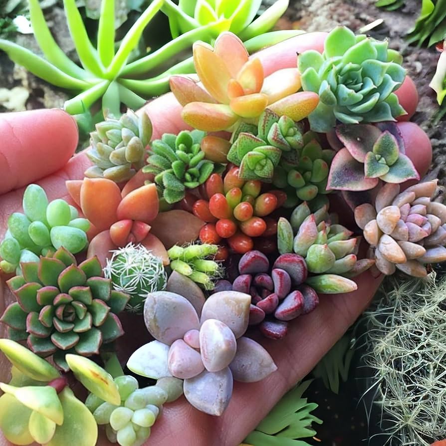 Flores Succulent Samen – Cactus Blume Bonsai Garten selten Pflanze