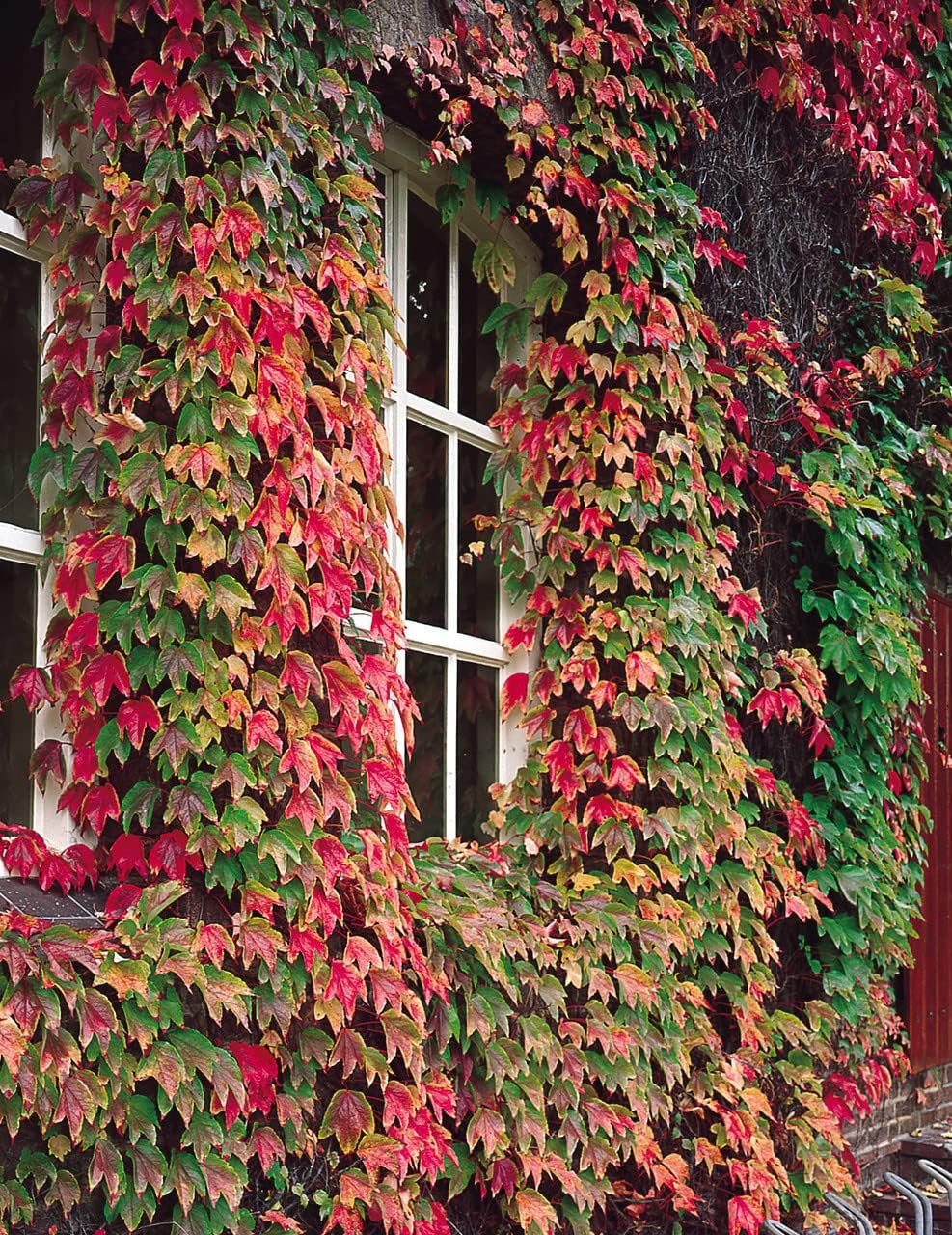 Boston ivy grün rosa blume samen for anpflanzung - perfect for borders, heirloom & gmo free samen for home garten
 
 sale for anpflanzung in home garten.