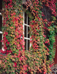 Boston ivy grün rosa blume samen for anpflanzung - perfect for borders, heirloom & gmo free samen for home garten
 
 sale for anpflanzung in home garten.