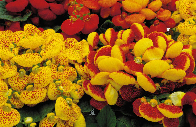 Semillas de flores rojas y amarillas de calceolaria para siembra – tolerantes a la sequía – variedad tradicional y sin ingeniería genética, semillas para el jardín doméstico