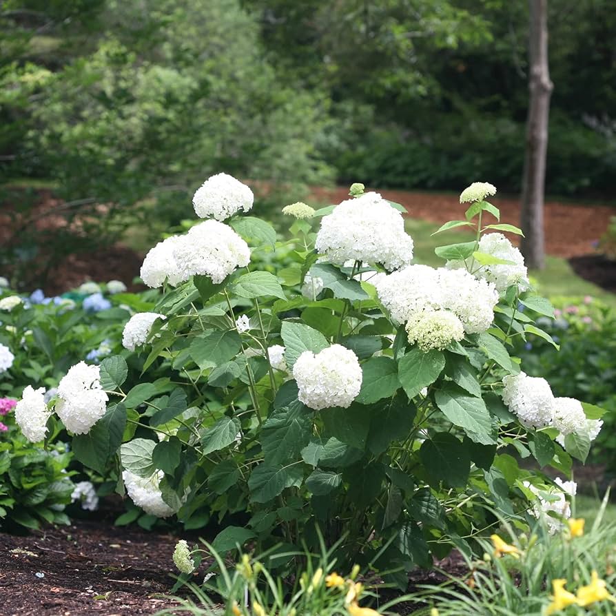 Native Hortensie Arborescens Smooth Wild Sevenbark Blume Strauch Shrub Samen