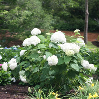 Native Hortensie Arborescens Smooth Wild Sevenbark Blume Strauch Shrub Samen